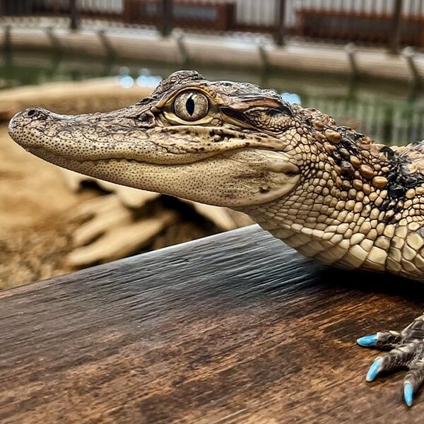 Gator Chateau