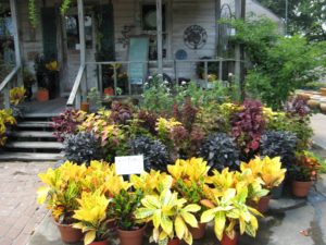 natural_garden_nursery shopping icon