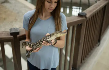 holding a baby gator