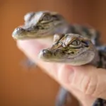 Gator Chateau | Jennings, Louisiana